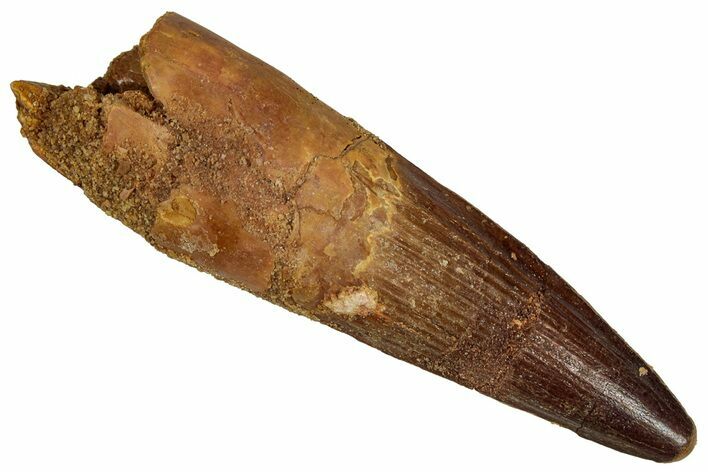 Fossil Spinosaurus Tooth - Real Dinosaur Tooth #355759